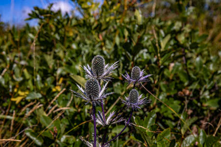Eryngium alpinum flower growing in meadow, close up shootの写真素材