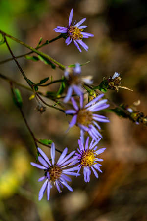 Aster amellus flower growing in mountains, macroの写真素材