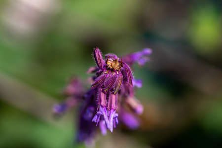 Salvia verticillata flower growing in meadowの写真素材