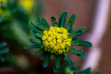 Euphorbia cyparissias flower growing in meadow, close up shootの写真素材