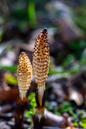Equisetum arvense flower growing in meadow