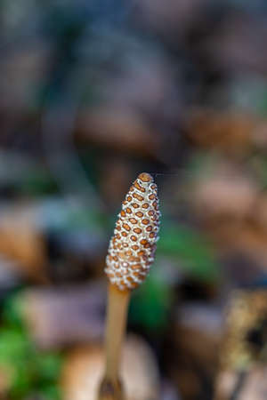 Equisetum arvense flower in meadow, close up shootの写真素材