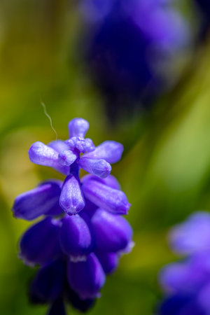 Muscari flower in meadow, close up shootの写真素材