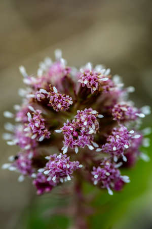 Petasites hybridus flower in meadow, macro