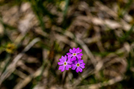 Primula farinosa flower growing in meadow