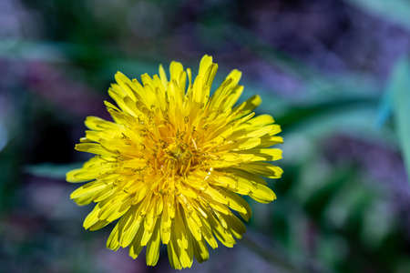 Taraxacum officinale growing in meadow, close up shootの写真素材