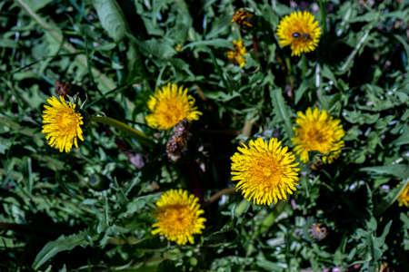 Taraxacum officinale growing in meadow
