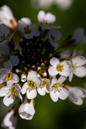 Noccaea montana growing in meadow, close up shoot