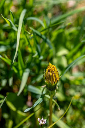 Taraxacum officinale in meadow, close up shootの写真素材