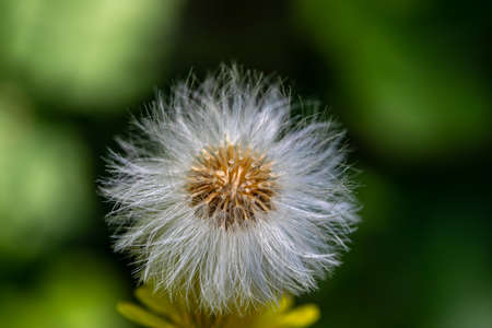 Taraxacum officinale growing in meadow, close up shootの写真素材