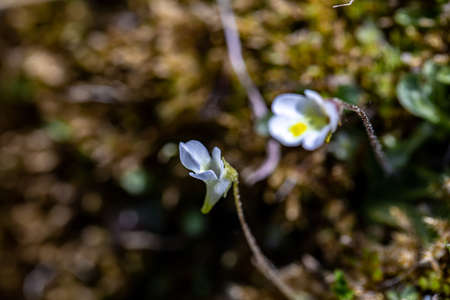 Pinguicula alpina flower in meadow, close up shoot