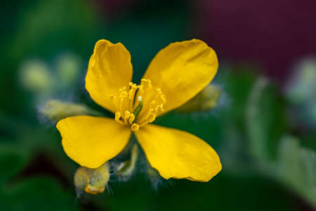 Chelidonium majus flower in meadow, close up shoot
