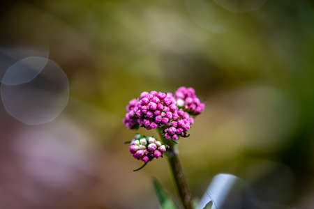 Valeriana dioica growing in meadow, close up shootの写真素材