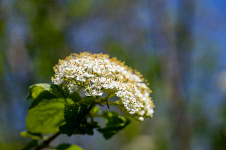 Viburnum lantana flower in meadow