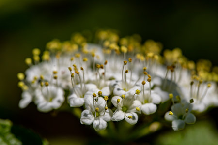 Viburnum lantana flower in meadow, close up