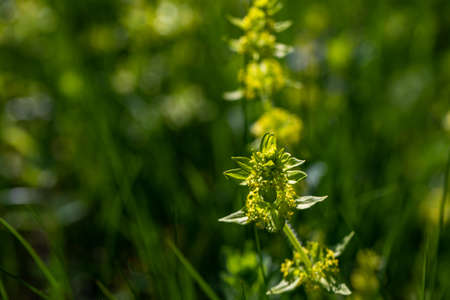 Cruciata laevipes flower in meadowの写真素材