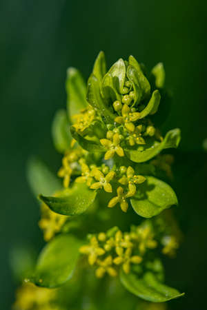 Cruciata laevipes flower growing in meadow, macro