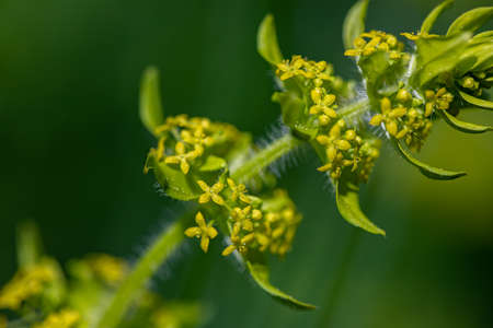 Cruciata laevipes flower in meadow, close up