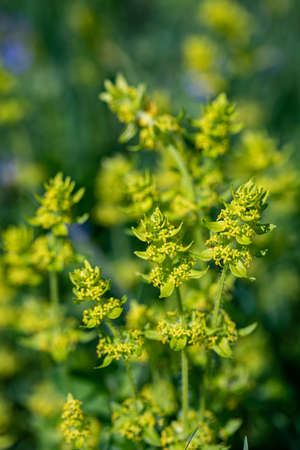Cruciata laevipes flower in meadow