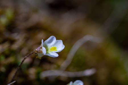 Pinguicula alpina flower growing in meadow, macro
