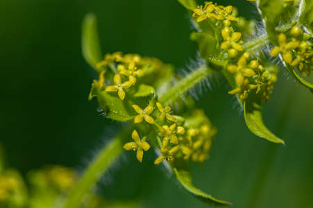 Cruciata laevipes flower growing in meadow, close up
