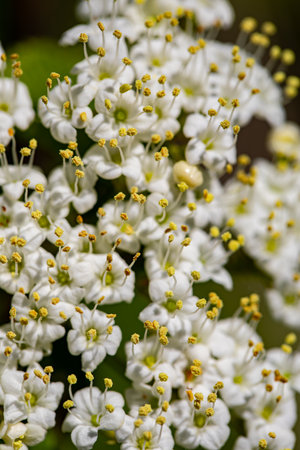 Viburnum lantana flower growing in meadow, close upの写真素材