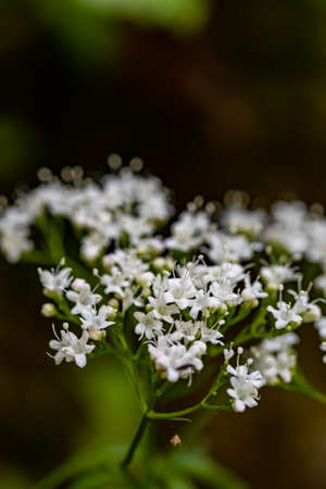 Valeriana tripteris flower growing in meadow, close up