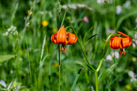 Lilium carniolicum flower growing in meadow, macroの写真素材