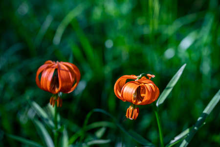Lilium carniolicum flower growing in meadow, macroの写真素材
