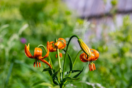 Lilium carniolicum flower growing in meadow, macro