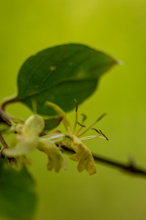 Lonicera xylosteum flower growing in meadow, macroの写真素材