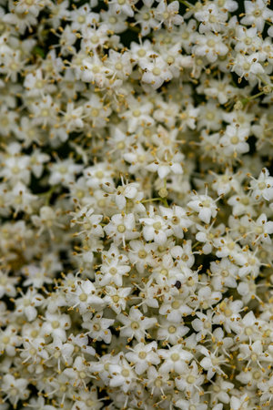 Sambucus nigra growing in meadow, close upの写真素材