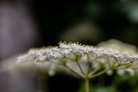 Sambucus nigra growing in meadow, close upの写真素材
