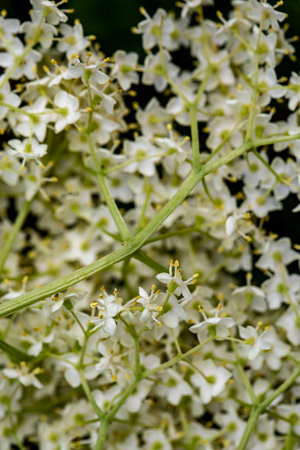 Sambucus nigra growing in meadow, close upの写真素材