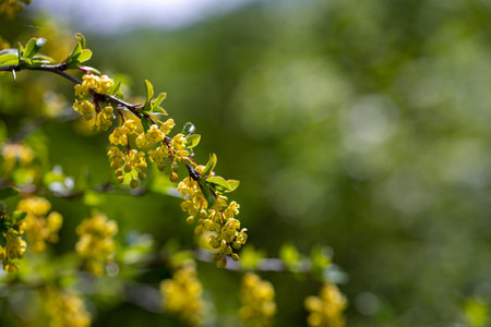 Berberis vulgaris flower growing in meadow, close upの写真素材