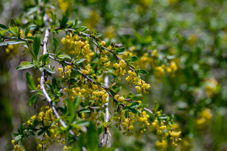Berberis vulgaris flower growing in meadow, close upの写真素材