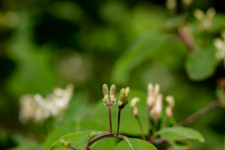 Lonicera xylosteum flower growing in meadow, macroの写真素材