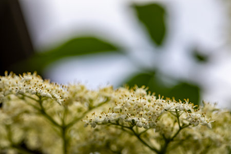 Sambucus nigra growing in meadow, close upの写真素材