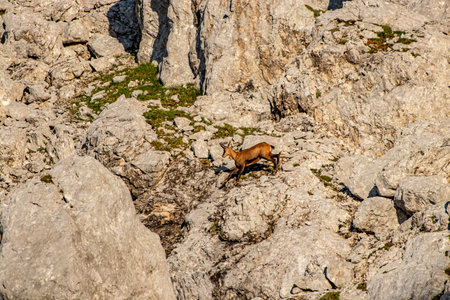 Chamois in Julian alps, Sloveniaの写真素材