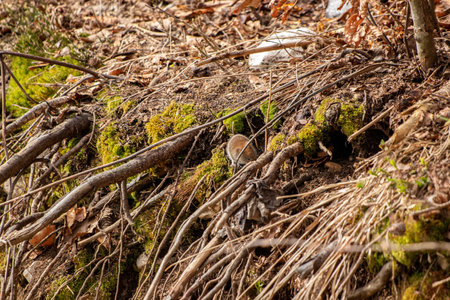 Mouse in the forest, spring timeの写真素材