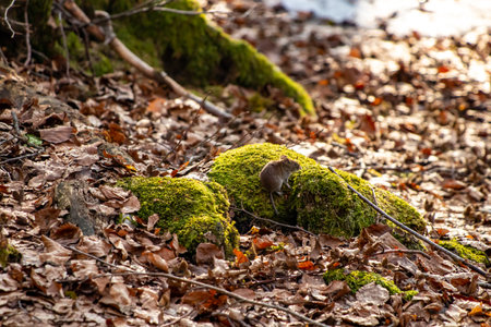 Mouse in the forest, spring time