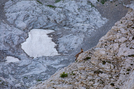 Chamois in Julian alps, Sloveniaの写真素材