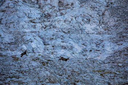Chamois in Julian alps, Sloveniaの写真素材
