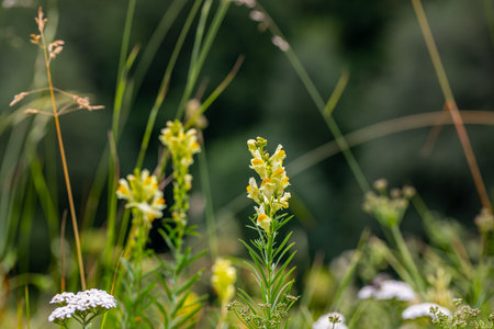 Linaria vulgaris flower growing in mountainsの写真素材