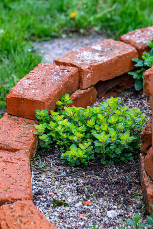 <p>Brick circle for herbal garden</p>の写真素材