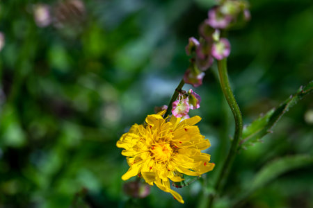 Hieracium villosum flower growing in mountainsの写真素材