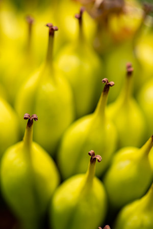 Gentiana lutea growing in mountainsの写真素材