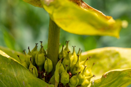 Gentiana lutea growing in mountainsの写真素材