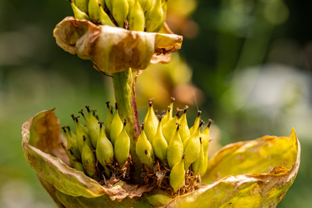 Gentiana lutea growing in mountains