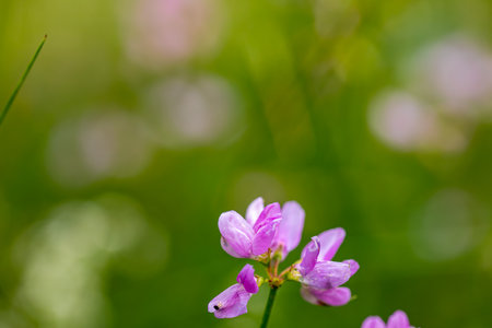 Securigera varia flower growing in forest, close upの写真素材